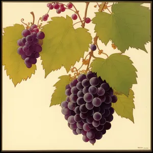 Juicy Harvest: Organic Concord Grapes from Vineyard