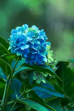 Summer Garden Floral Blossom Purple Flowers