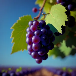 Ripe Harvest: Juicy Organic Grapes in Vineyard