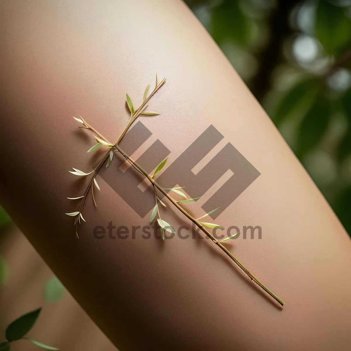 Picture of Arthropod walking stick insect, invertebrate beauty!