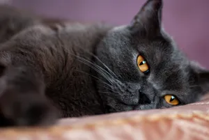 Playful fluffy gray kitten with curious eyes.