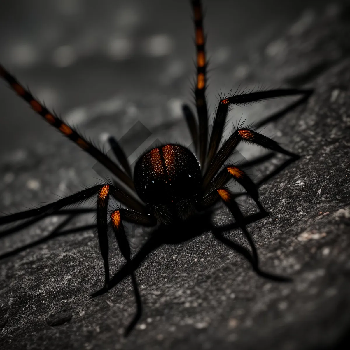 Picture of Black Widow Spider - Close-up Arachnid Wildlife