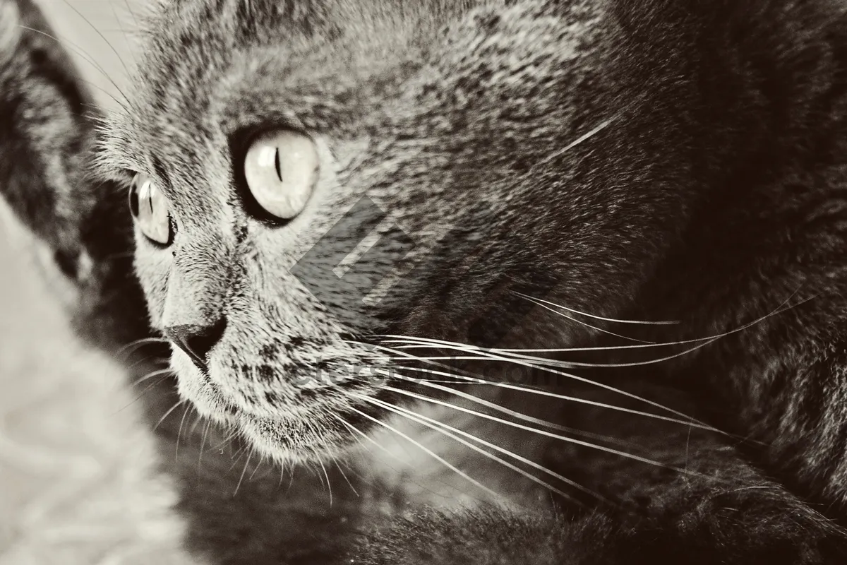 Picture of Adorable Tabby Cat with Piercing Stare