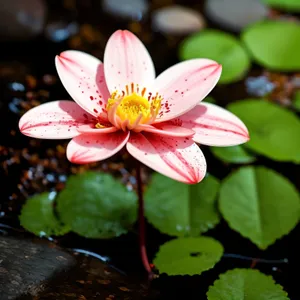 Pink Lily Blossom in Aquatic Garden