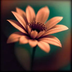 Pink Daisy Petals in Full Bloom