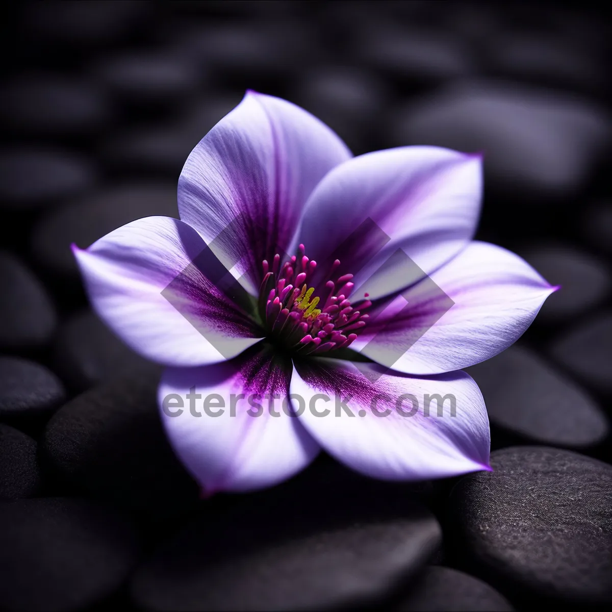 Picture of Pretty Pink Daisy Blossom in Botanical Garden