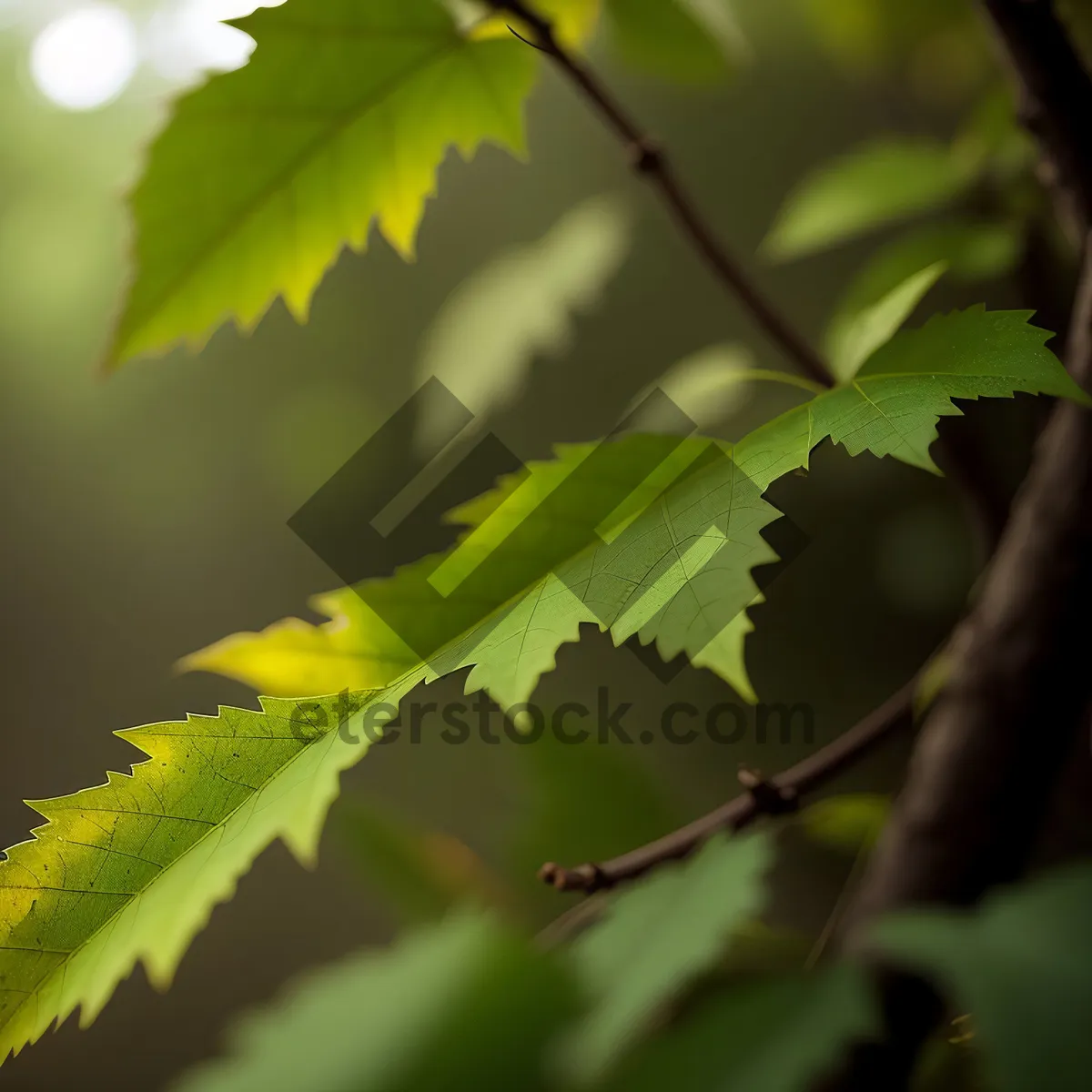 Picture of Sunlit Chestnut Tree in Lush Forest