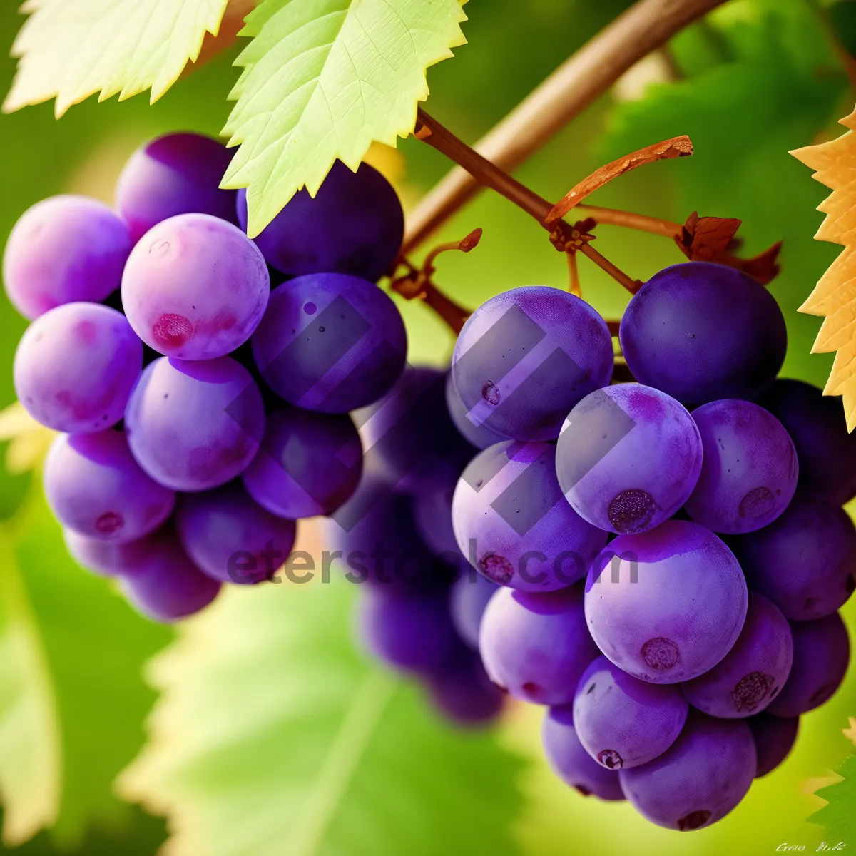 Picture of Ripe summer grapes in vineyard harvest.