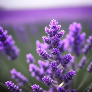 Vibrant Lavender Garden in Full Bloom