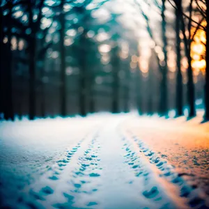 Winter Wonderland: Sunlit Tree-lined Snowy Forest