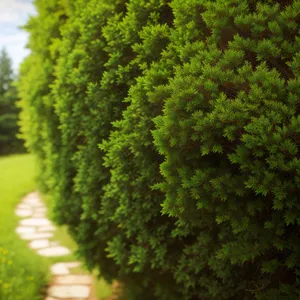 Vibrant Asparagus Fern Leaf, Natural Woody Plant