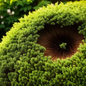 Vibrant Sunflower Blooming in Lush Summer Garden