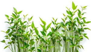 Summer Floral Tea Tree in Garden Environment