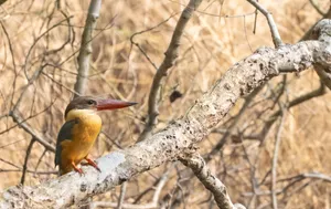 wild bird with colorful feathers and sharp beak