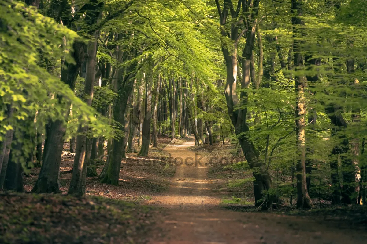 Picture of Autumn foliage in Southern Beech forest