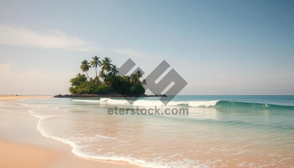 Picture of Tropical paradise island beach with palm trees and clear water