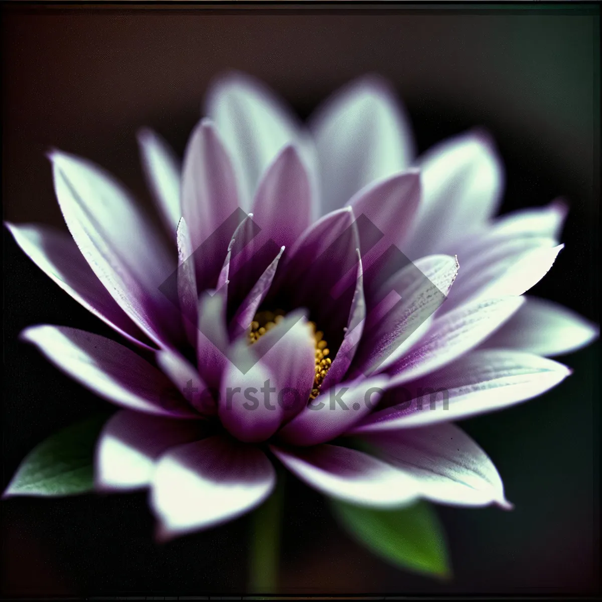 Picture of Vibrant Lotus Blossom in Lush Garden