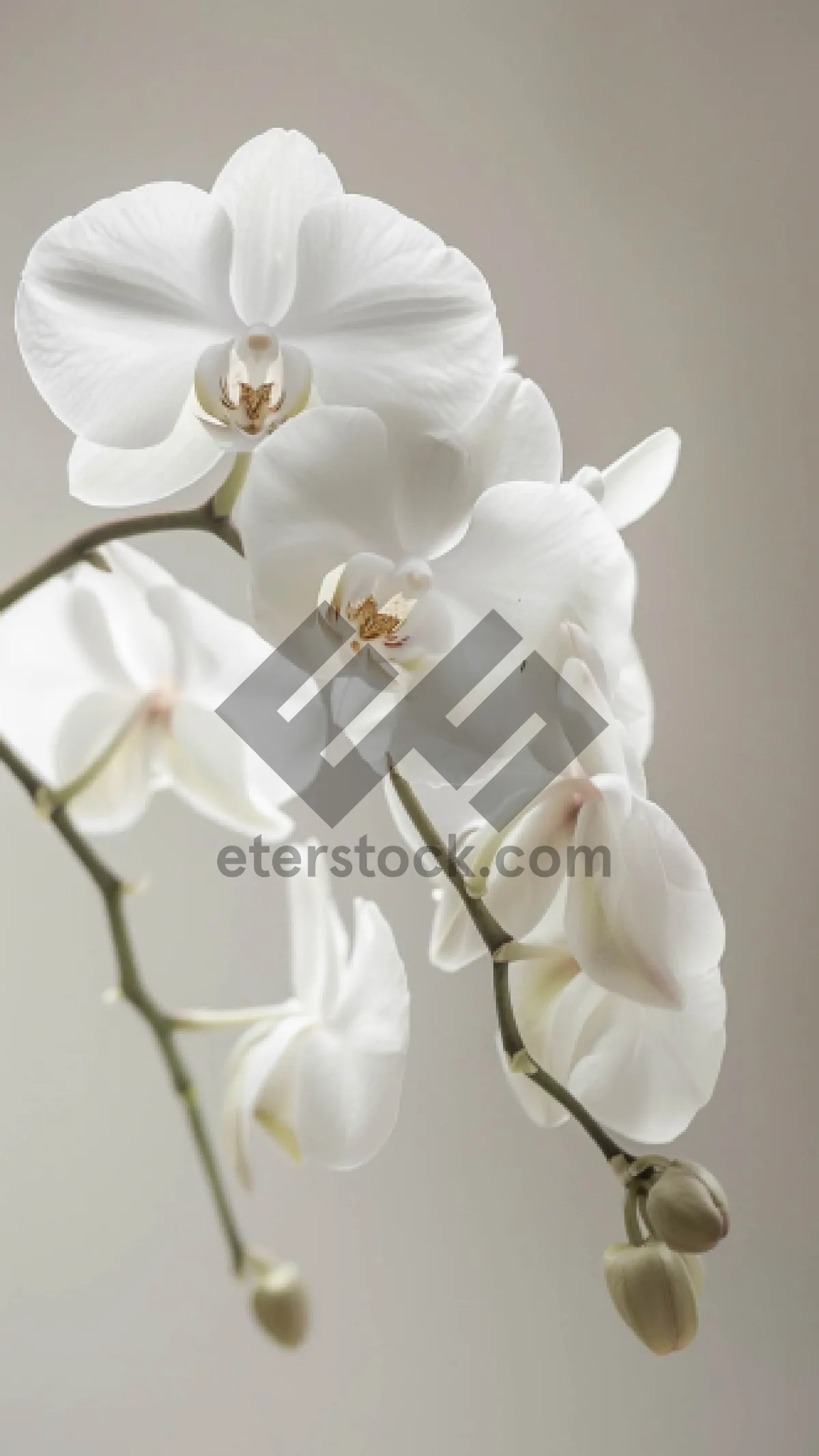 Picture of Pink blossom bouquet with white floral arrangements.