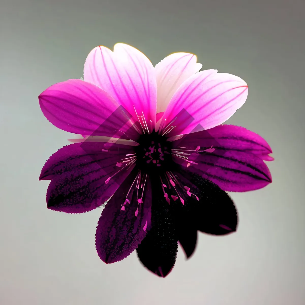 Picture of Pretty Pink Mallow Blossom in Garden