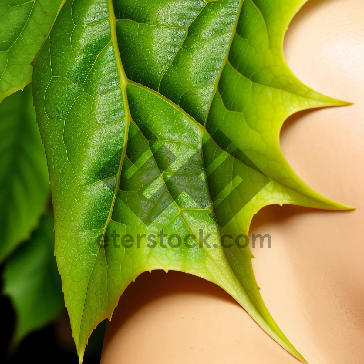 Picture of Vibrant Oak Leaf in Natural Spring Environment