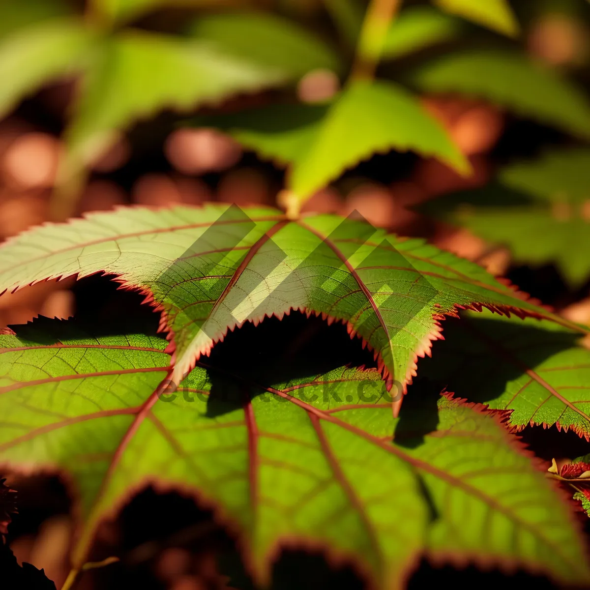 Picture of Vibrant Autumn Maple Leaf in Forest