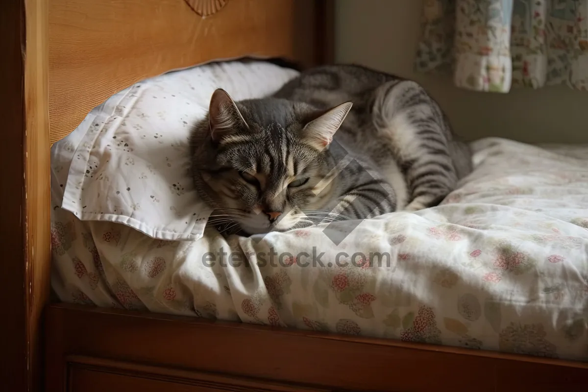 Picture of Fluffy Tabby Cat with Big Eyes