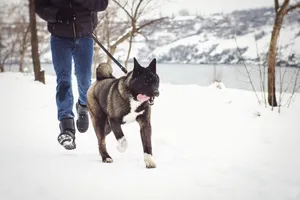 Man skiing with dog in snowy forest landscape.