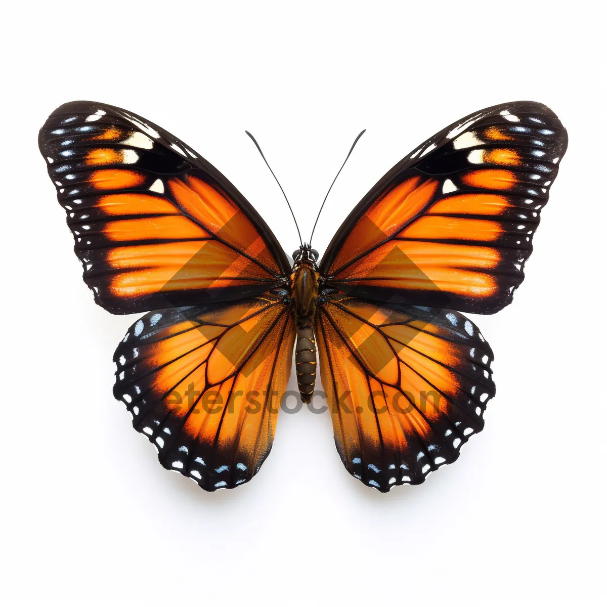 Picture of Colorful Monarch Butterfly Closeup with Antenna in Garden