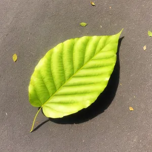 Springtime Vascular Plant Leaf with Wild Ginger