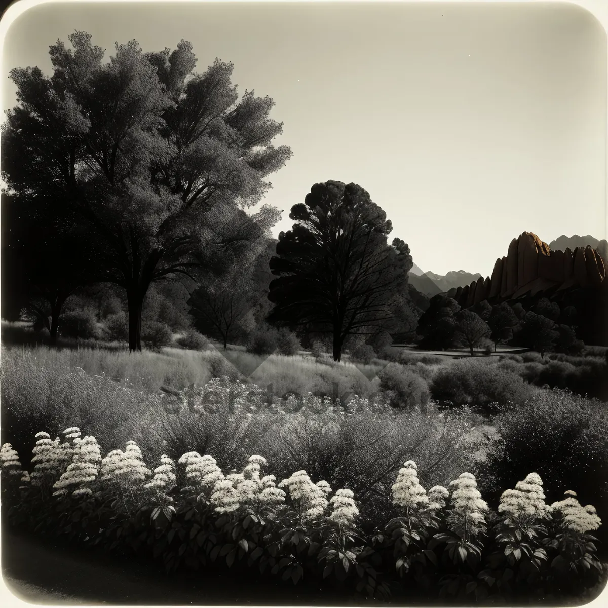 Picture of Serene Pine Field with Majestic Magnolias