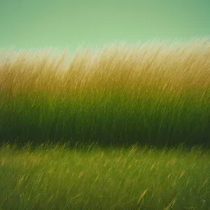 Vibrant Summer Wheat Field Under Sunny Skies