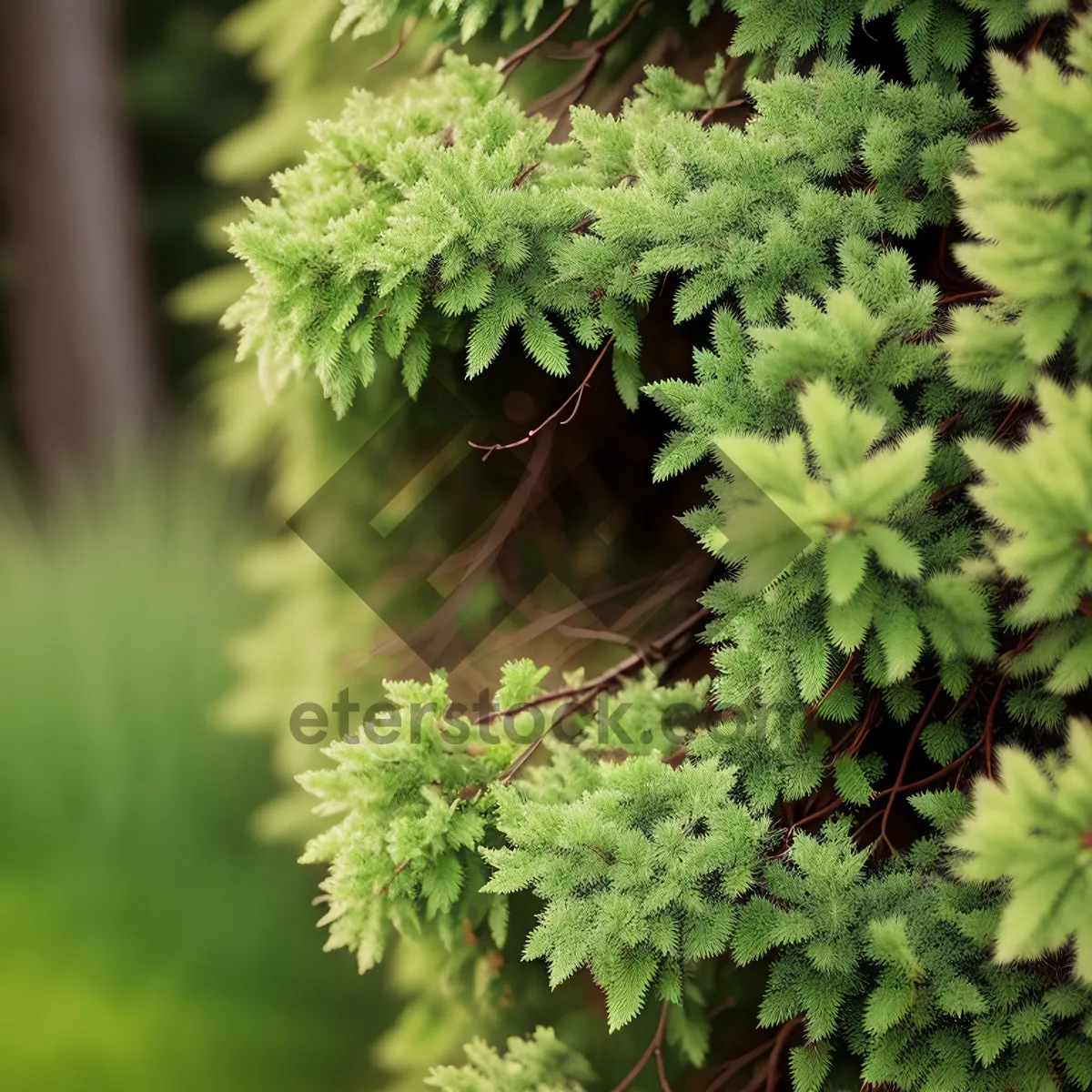 Picture of Fresh Parsley Leaf - Spring Garden Herb Growth