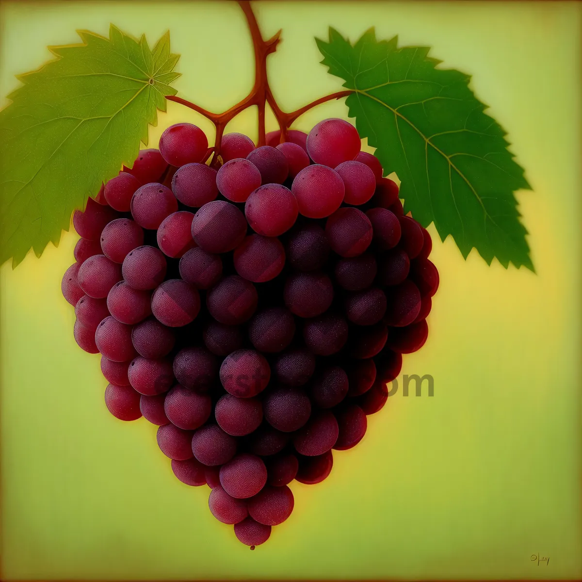 Picture of Sweet and Juicy Autumn Grape Cluster