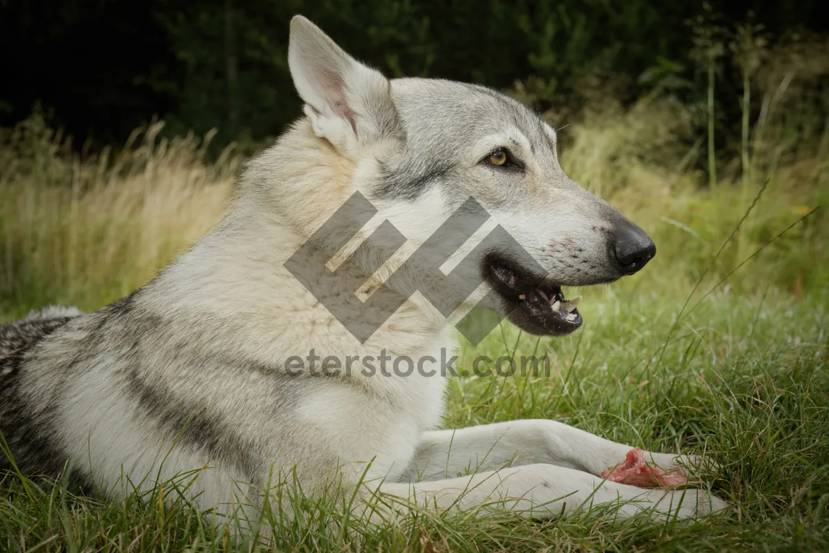 Picture of Adorable Malamute Puppy - Best Furry Friend!