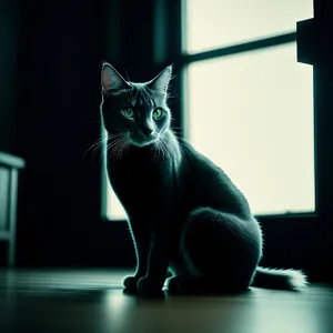 Cute Domestic Cat Looking Through Window