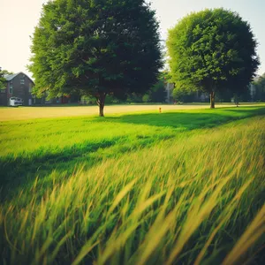 Golden Rice Field Under Sunny Summer Sky