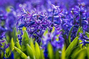 Colorful purple hyacinth flower in spring garden.