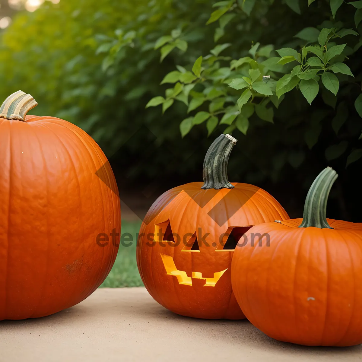 Picture of Autumn Harvest: Colorful Pumpkin Display for Thanksgiving