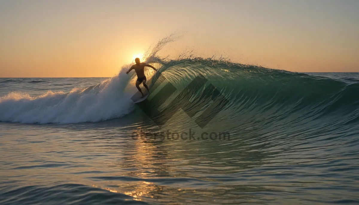 Picture of Sunset Beach Dragonfly by the Water