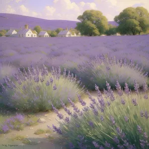 Vibrant Lavender Blooming in Picturesque Countryside Field