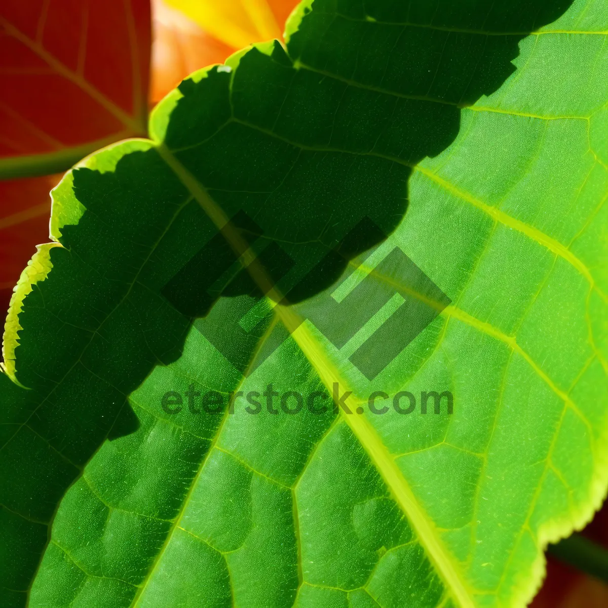 Picture of Vibrant Summer Foliage in a Forest