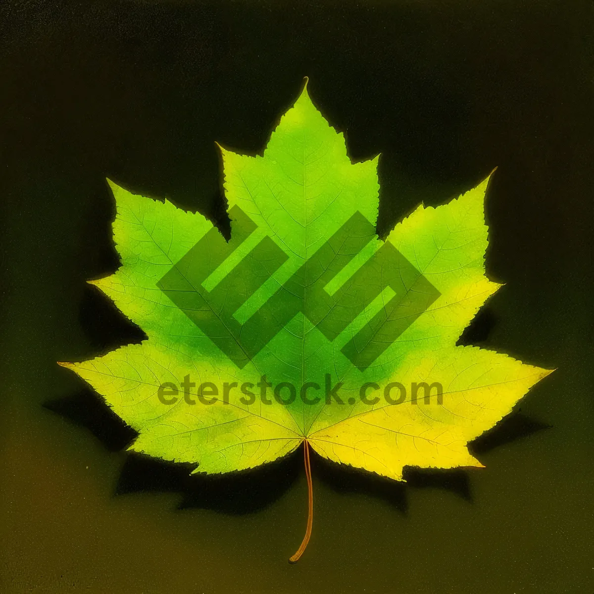 Picture of Vibrant Autumn Maple Leaf in Forest