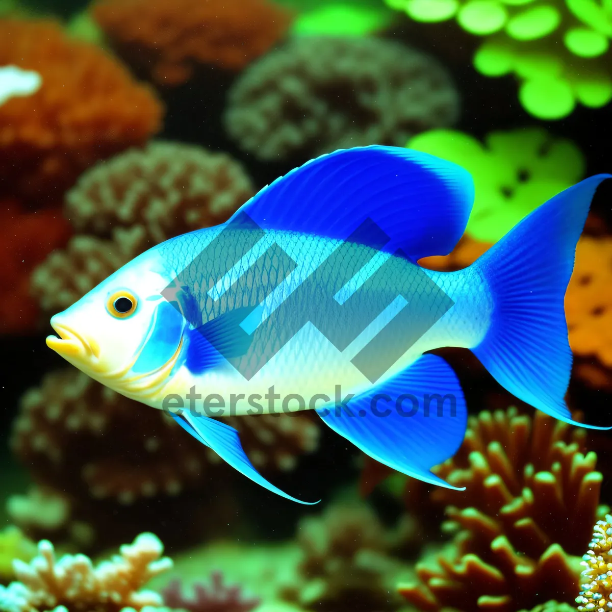 Picture of Colorful Tropical Marine Fish Swimming in Coral Reef