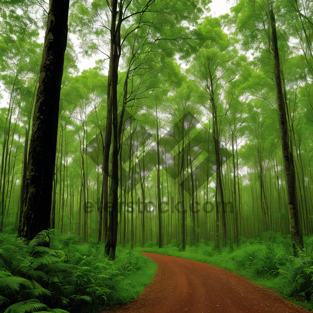 Picture of Serene Summer Landscape: Sunlit Woodland Path