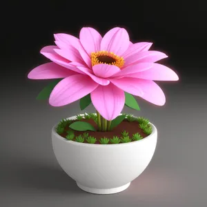 Blooming Pink Daisy with Petals in Garden