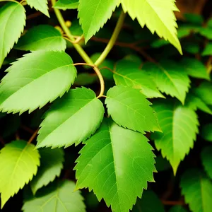 Sunlit Forest Foliage: Lush Leaves in Bright Woods