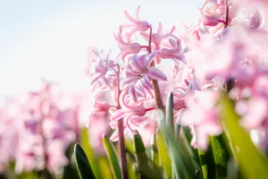 Bright pink floral bouquet with tulips and hyacinth