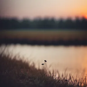 Vibrant Sunset over Wheat Field