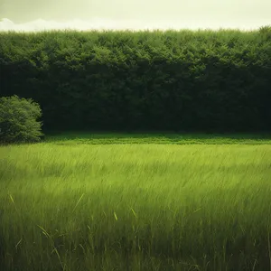 Vibrant Soybean Field Bathed in Sunshine