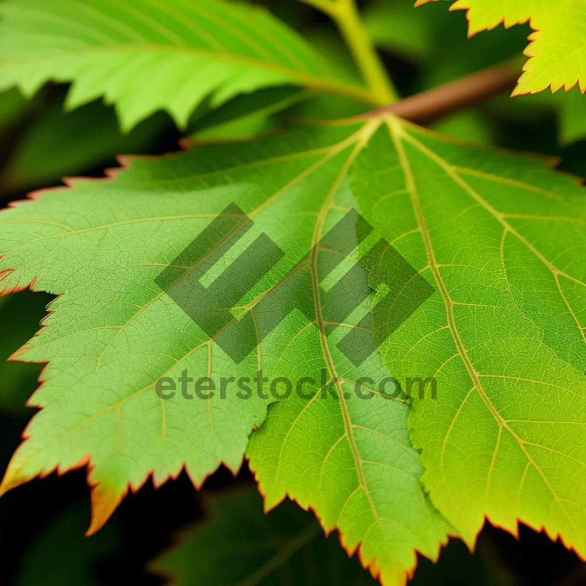 Picture of Vibrant Maple Leaves in a Sunlit Forest